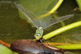 Image result for Pterygota