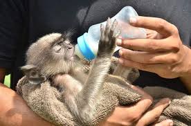 Make sure to check you local and state laws to see if there are any restrictions on having a monkey and if any permits are required for you to obtain one. Baby Monkey S Reunion Jivdaya Charitable Trust