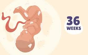 How do you know your baby is ready to drop a nap? When A Baby Drops During Pregnancy