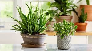 Maybe you would like to learn more about one of these? How To Grow Indoor Succulent Gardens Indoor Succulent Garden Ideas