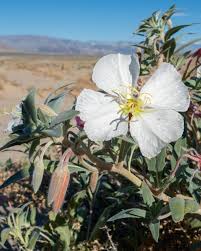 Image result for Nolletia arenosa