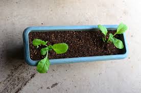 高菜 育て 方 プランター