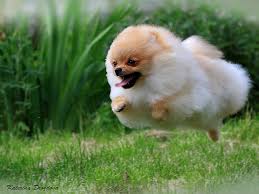 Check spelling or type a new query. Top 7 Indoor Games To Play With Your Pomeranian Shinga