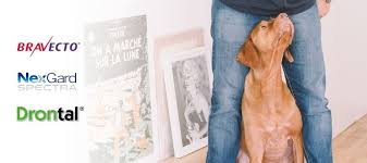 Click to see full answer. Best Flea And Worm Treatments For New Zealand Dogs In 2020