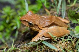 Image result for Polystachya macropoda