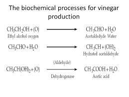 production of vinegar ppt video online download