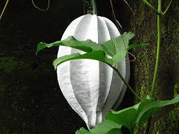 Image result for Telfairia occidentalis