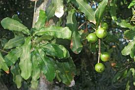 Image result for Macadamia aff. integrifolia