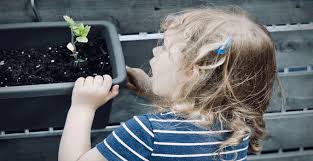 The growth of plants in outer space has elicited much scientific interest. Fast Growing Plants For Science Projects Experiments