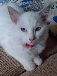 Sphynx Cat Myshka's Passing