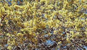 Image result for Boscia albitrunca