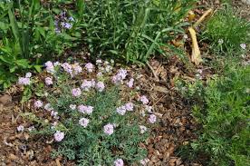 Image result for Eriosema shirense