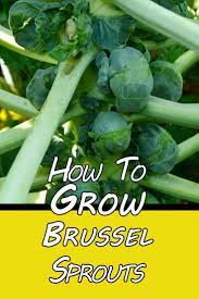 Growing Brussel Sprouts How To Plant And Harvest This Nutritious Crop Brusselsprouts Vegetablegardenti Harvesting Brussel Sprouts Brussel Sprouts Sprouts