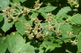 Image result for Rubus