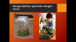 Kemahiran manipulatif pendidikan khas tahun 4 : Kemahiran Manipulatif Sains Tahun 3 Youtube