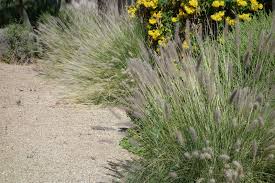 Denver nuggets list of players. Xeric Drought Resistant Plants Nick S Garden Center Nursery Denver Co Drought Resistant Plants Drought Resistant Plants