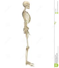 Disarticulated human skeleton model for anatomy 67 inch high, full size skeleton models with poster, skull, bones, articulated hand & foot, for anatomy art halloween decor 4.8 out of 5 stars 44 $87.85 $ 87. Human Skeleton Anatomy Side View Stock Illustration Illustration Of Marrow Anatomy 21816321