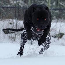 Pitbull Terrier Black And Blue Eyes Scary Or Beautiful Tag A Friend That Should See This Photo Credit Xxldesignerpitbulls Follow Like In 2020 Bully Breeds Dogs Scary Dogs Huge Dogs