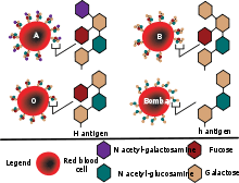 Vilken blodgrupp har skydd mot corona? Hh Blood Group Wikipedia