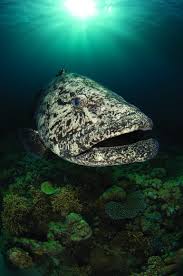 Thrill Rides 8 Great Shore Diving Spots Thrill Ride Diving Water Animals