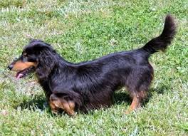 Dachshund Delaware Dog Breeder Puppies For Sale Shetland Sheepdog Sheep Dog Puppy Shetland Sheepdog Puppies