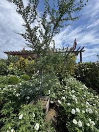 Image result for Pithecellobium dulce