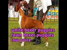 Boxer Puppies For Sale Oregon 01 2022