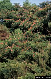 Maybe you would like to learn more about one of these? Silktree Mimosa Nonnative Invasive Plants Of Southern Forests A Field Guide For Identification And Control