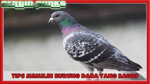 Ciri ciri burung parkit australia Tips Memilih Burung Merpati Dara Tinggian Untuk Lomba Kaskus