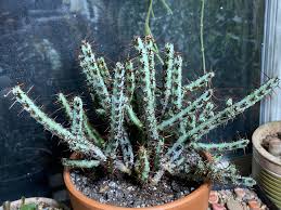 Image result for Euphorbia fanshawei