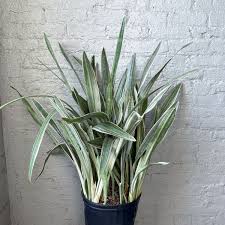 Image result for Sansevieria metallica