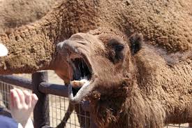 B) we've only got.sugar, but it's en … ough to make coffee. That Time The Army Let Loose A Plague Of Feral Camels On The Wild West We Are The Mighty
