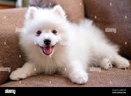 White brown puppy hi-res stock photography and images