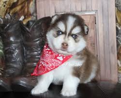 Why buy a husky puppy for sale if you can adopt and save a life? Pomsky Puppies For Sale Brookside Pomsky