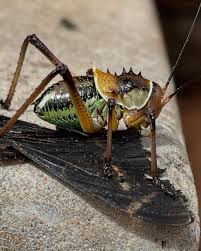 Image result for Platostoma africanum