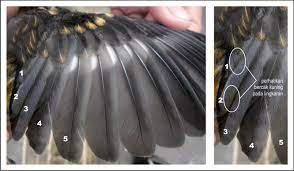 Cara Membedakan Anis Merah Jantan Dan Betina Lengkap Hobi Burung