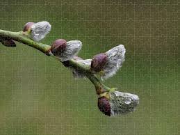 Image result for Goat Willow