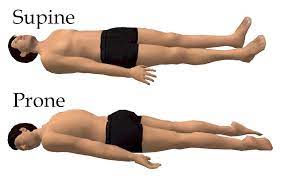 Supine Position Https Biologydictionary Net Supine Position How To Grow Taller Supine Position Prone Position