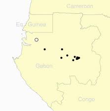 Image result for Voacanga pachyceras