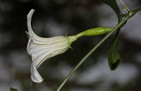 Image result for Coccinia sp. A