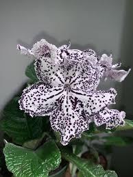Image result for Streptocarpus erubescens