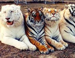 Yet Another Wallpaper Change Animals Wild Big Cats Golden Tabby