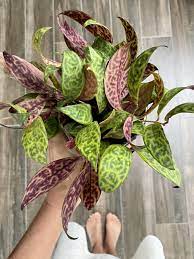 Maybe you would like to learn more about one of these? Black Pagoda Lipstick Plant Cuttings Sacred Elements Lipstick Plant Plant Cuttings Plants
