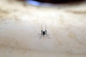 Listen to mosquito dance on spotify. Why Some Mosquitoes Prefer Humans The New York Times