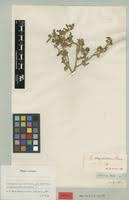 Image result for Solanum supinum