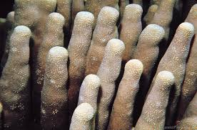 Image result for Pavonia clathrata