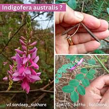 Image result for Indigofera circinella
