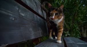 Bildergebnis für wallpaper katzen