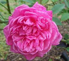 It can stand heavy rainfalls, but cannot survive in standing water. Roses For Florida University Of Florida Institute Of Food And Agricultural Sciences