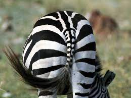 Zebra Back Side Hd Wallpaper Zebra Animal Wallpaper Zebras